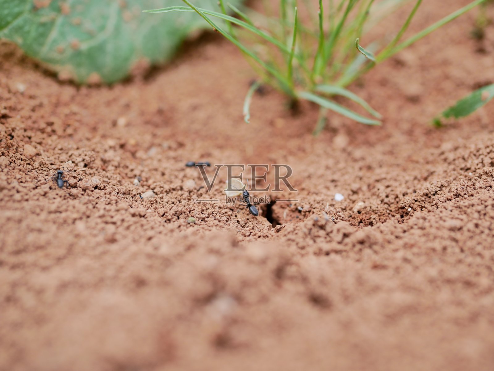 在一个阳光明媚的夏天,大黑蚂蚁在草地上爬行的宏观照片。生活在自然栖息地的社会性节肢昆虫。照片摄影图片