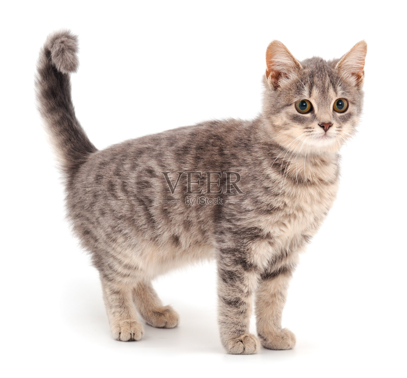 小的灰色的小猫。照片摄影图片