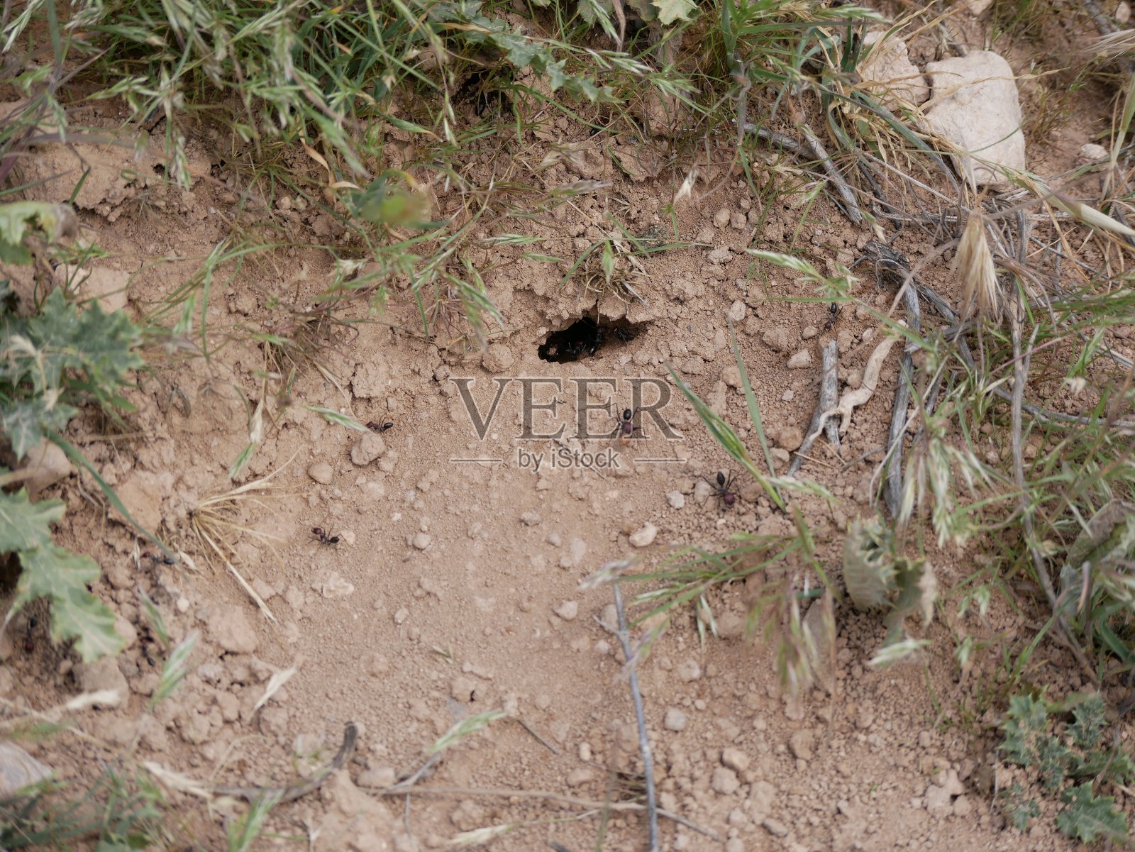 在一个阳光明媚的夏天,大黑蚂蚁在草地上爬行的宏观照片。生活在自然栖息地的社会性节肢昆虫。照片摄影图片