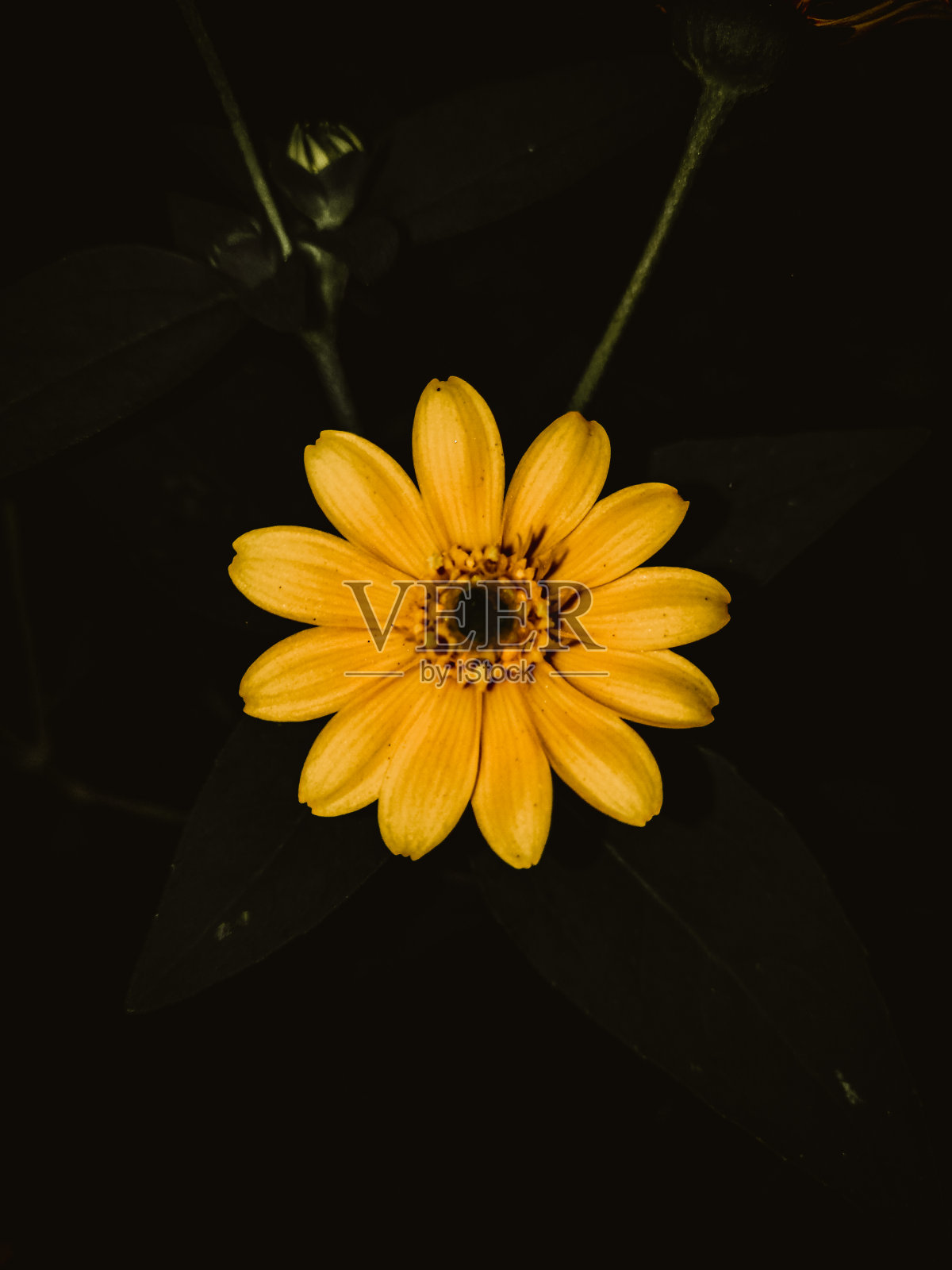 爱情就像一朵花,如果你只是“喜欢”它就会捡起它,但如果“爱”我们会照顾好它浇灌它。照片摄影图片