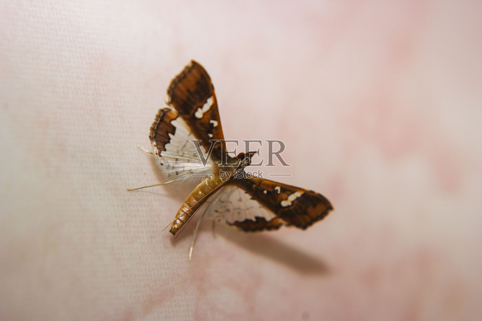 蝴蝶的近景微距摄影照片摄影图片