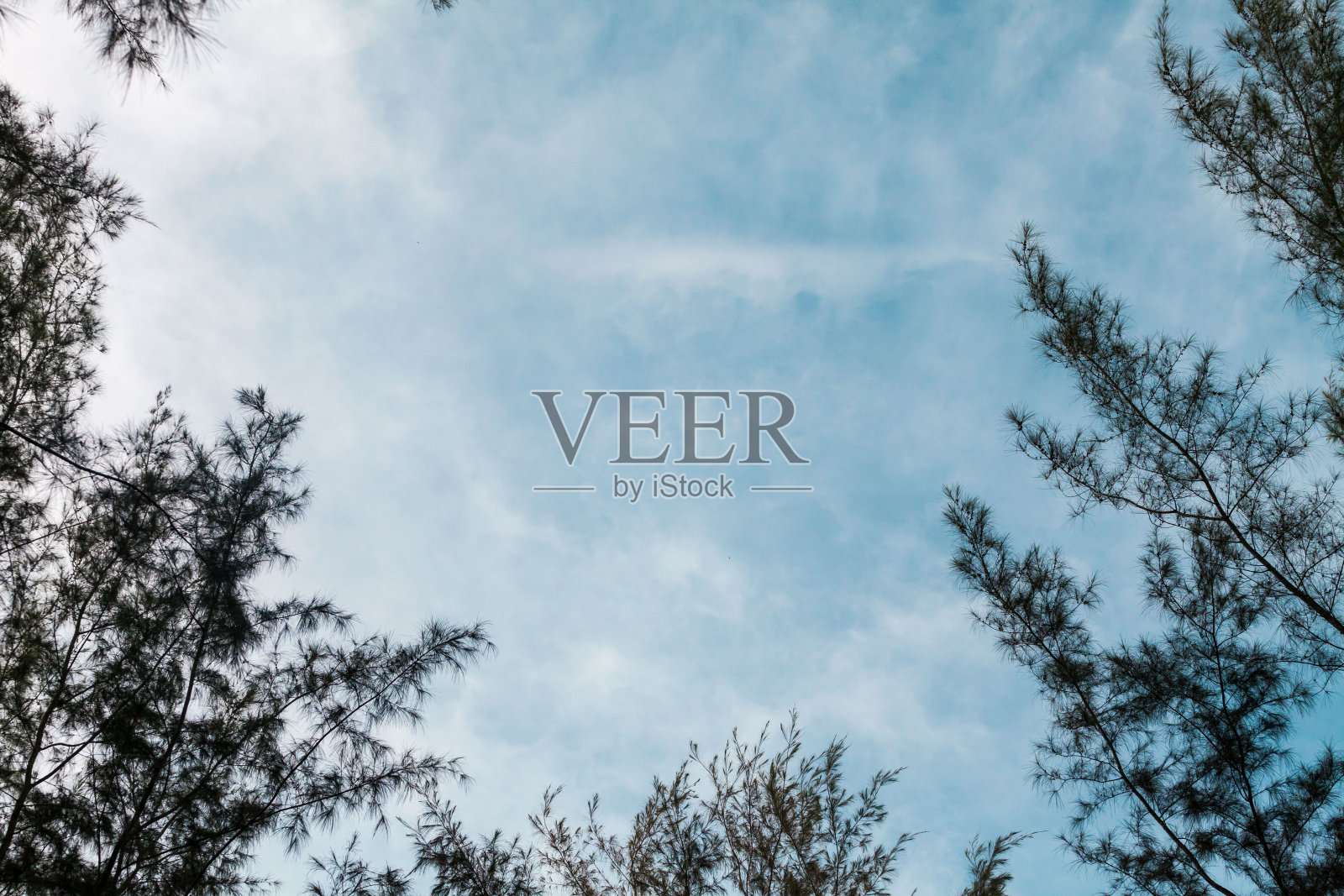 绿色的叶子和蓝色的天空,用于添加文本照片摄影图片