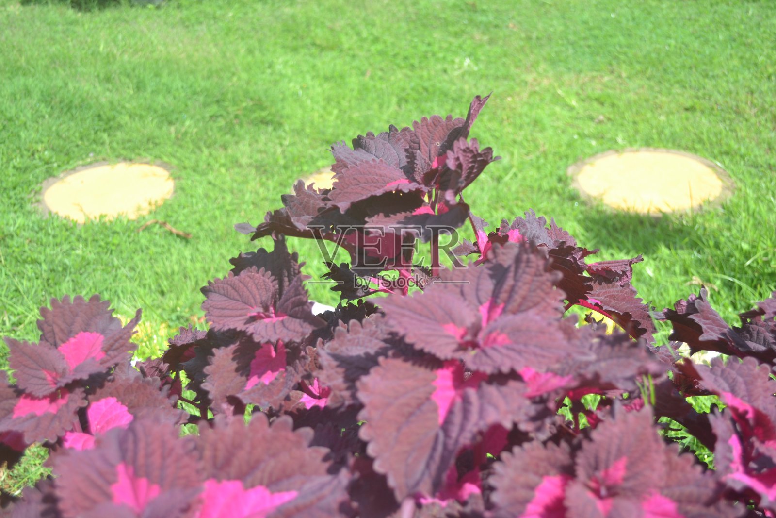 美丽的装饰斑驳的叶子背景,特写。紫色,粉红色叶子的彩叶植物,黄芩,唇形科,蓝莓,茄茎照片摄影图片