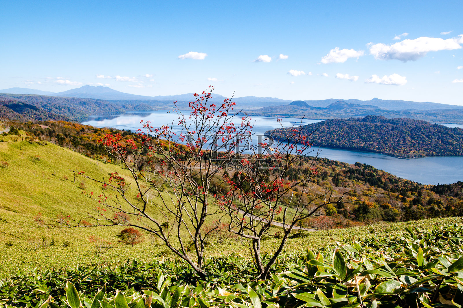 秋日,日本北海道铁贺,从比荷罗山口望去,鲜红的水果和草沙罗湖照片摄影图片