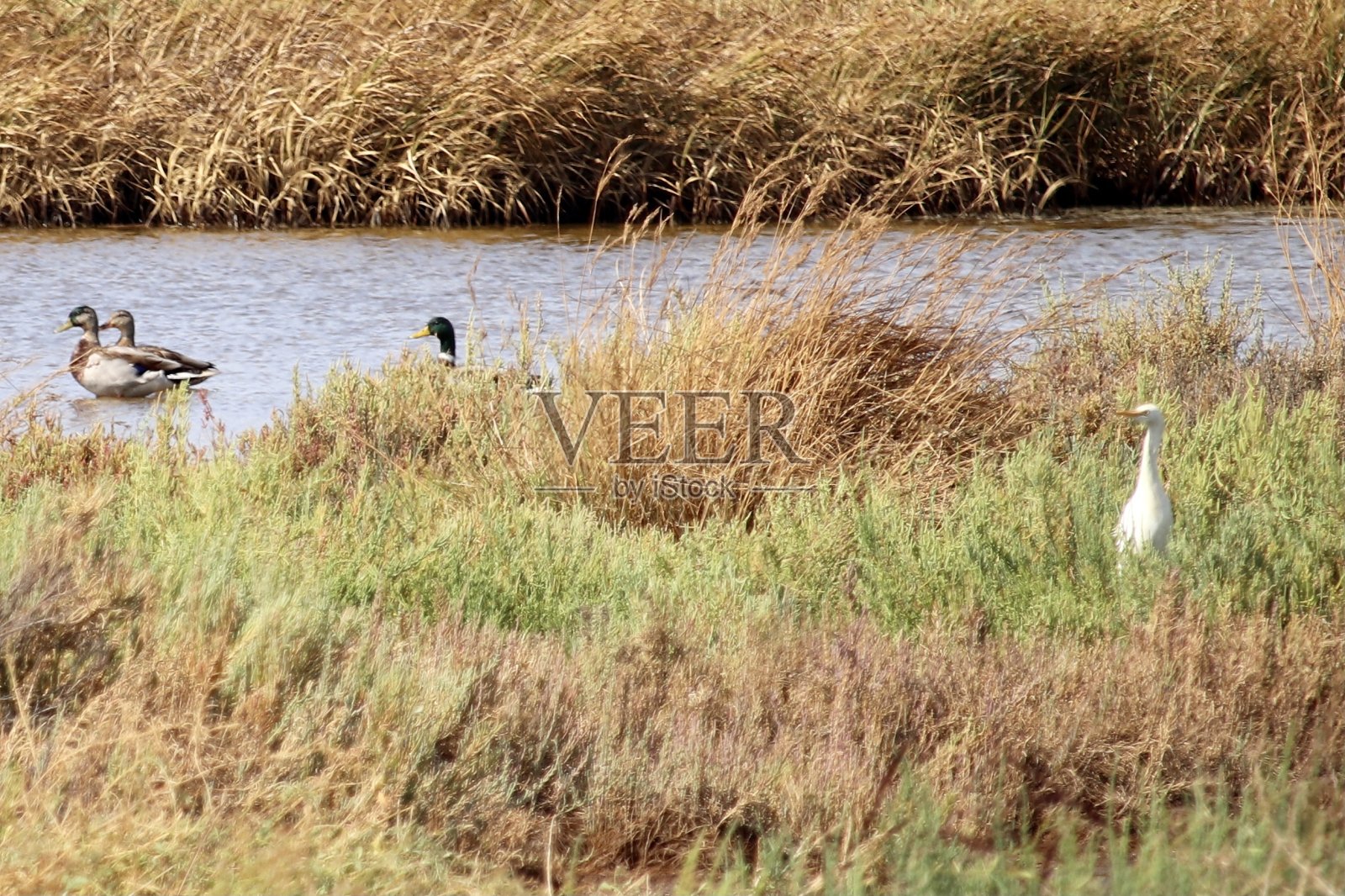 野鸭照片摄影图片