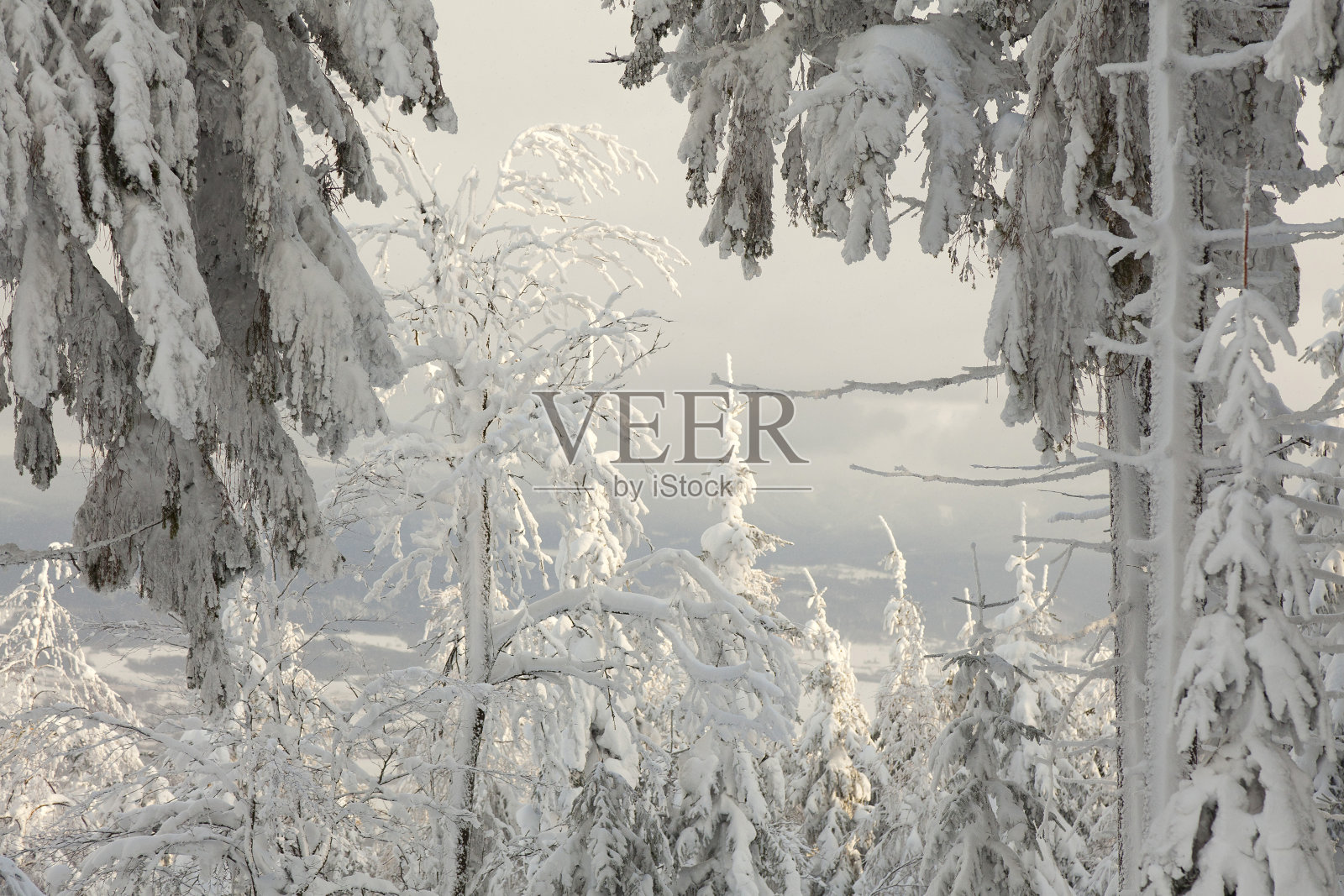 神奇的冬天景色与树木照片摄影图片