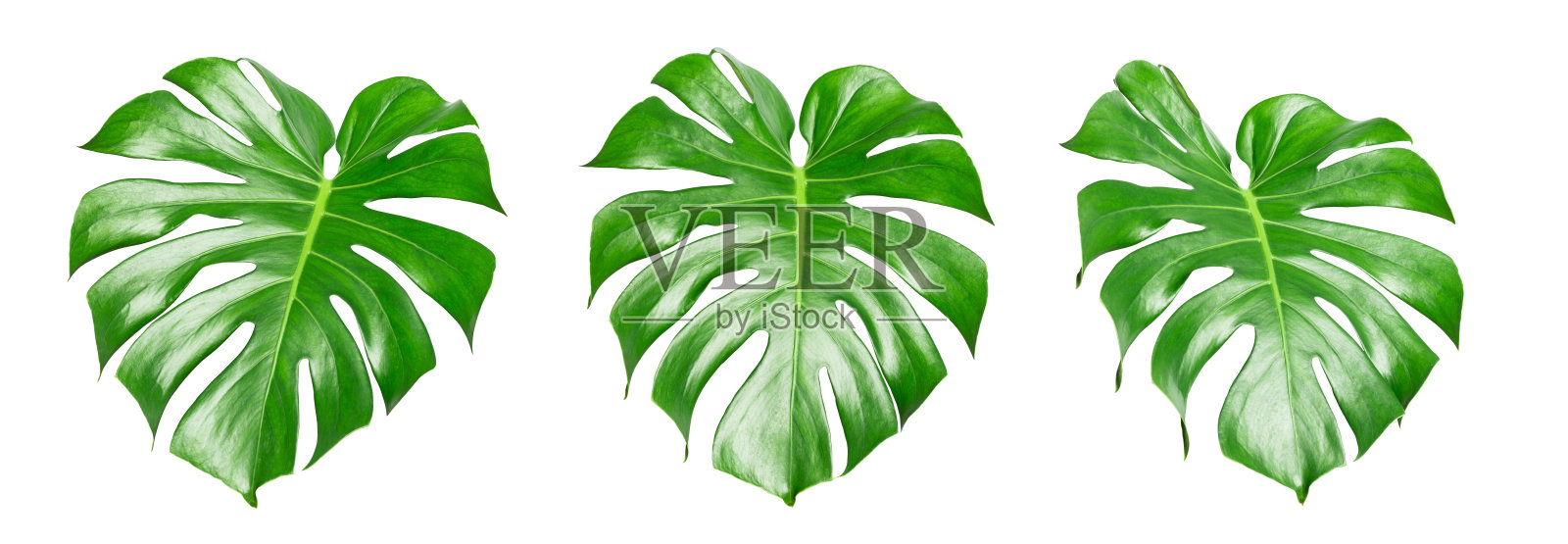 蒙斯特拉树叶孤立在白色背景与剪切路径照片摄影图片