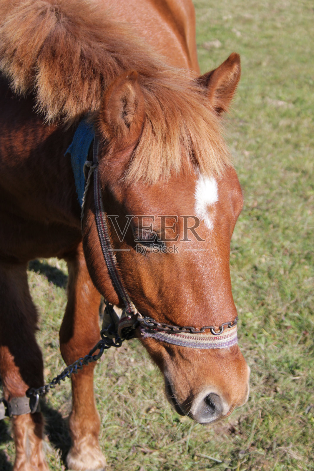 绿色草地上的马照片摄影图片