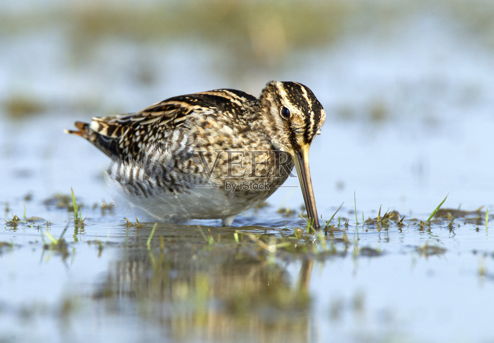 普通鹬在马肯的湿草地上觅食照片摄影图片