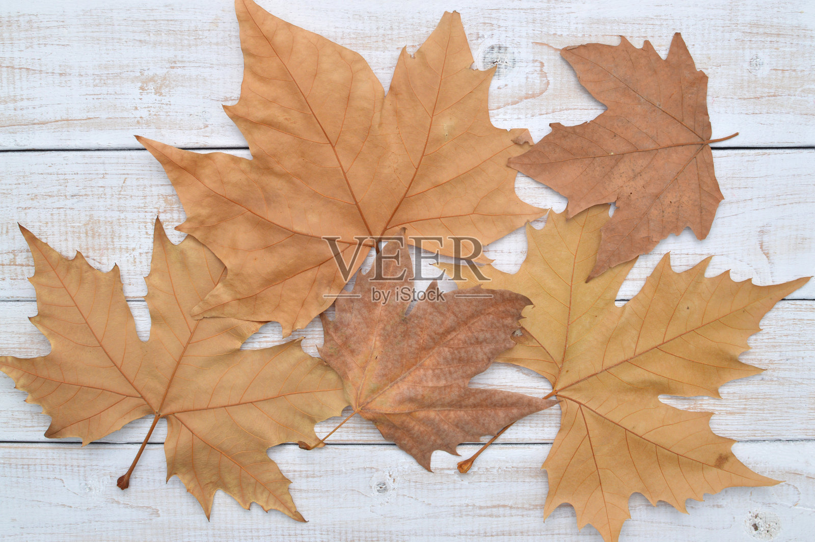 梧桐的叶子照片摄影图片