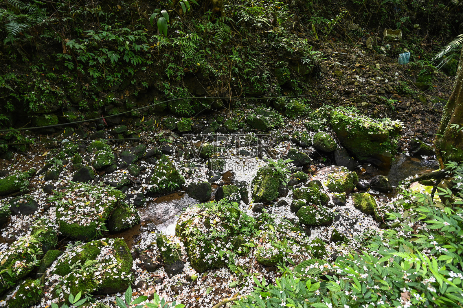 油桐落在水面上。照片摄影图片