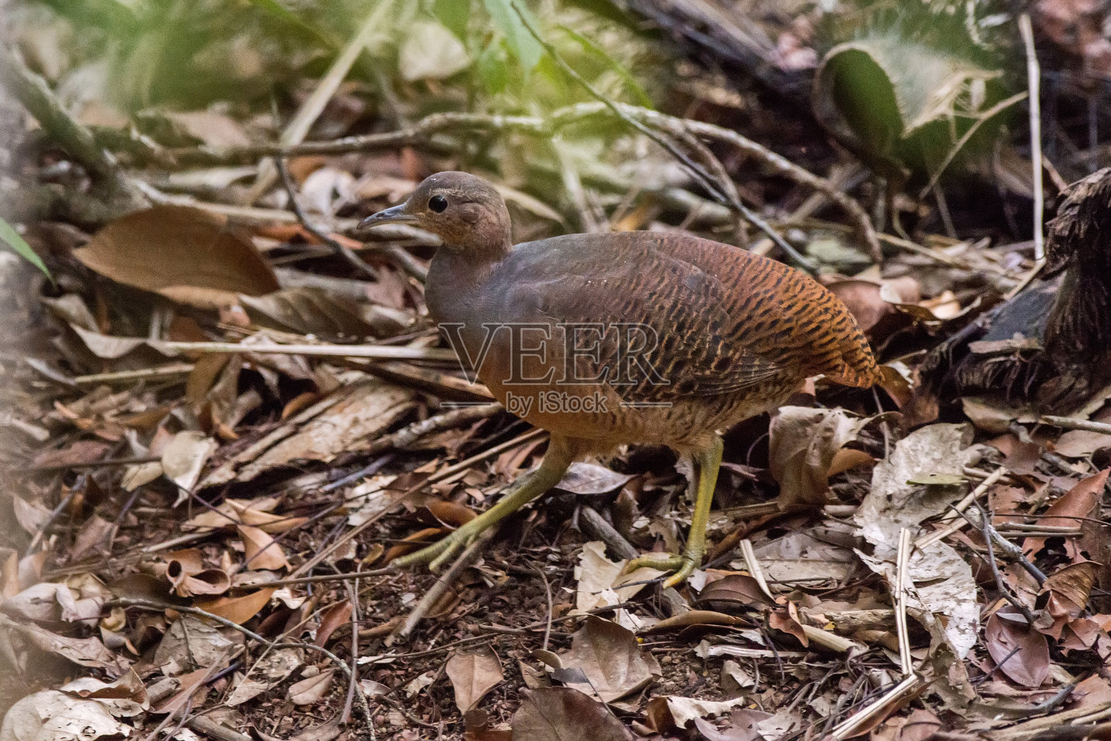 黄腿的蒂娜莫摄于圣埃斯皮里托的林哈拉斯。巴西东南部。照片摄影图片