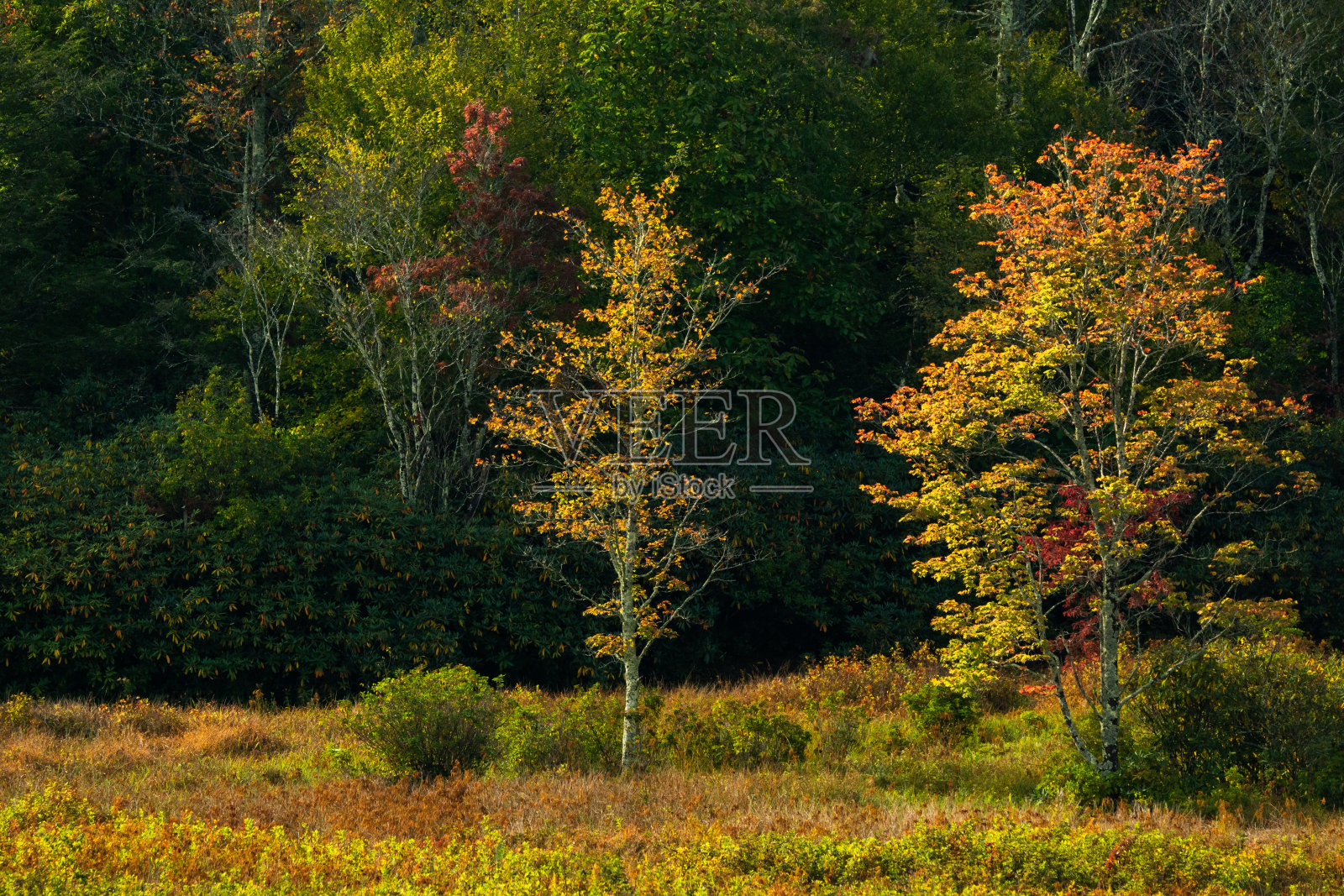 秋天的颜色照片摄影图片