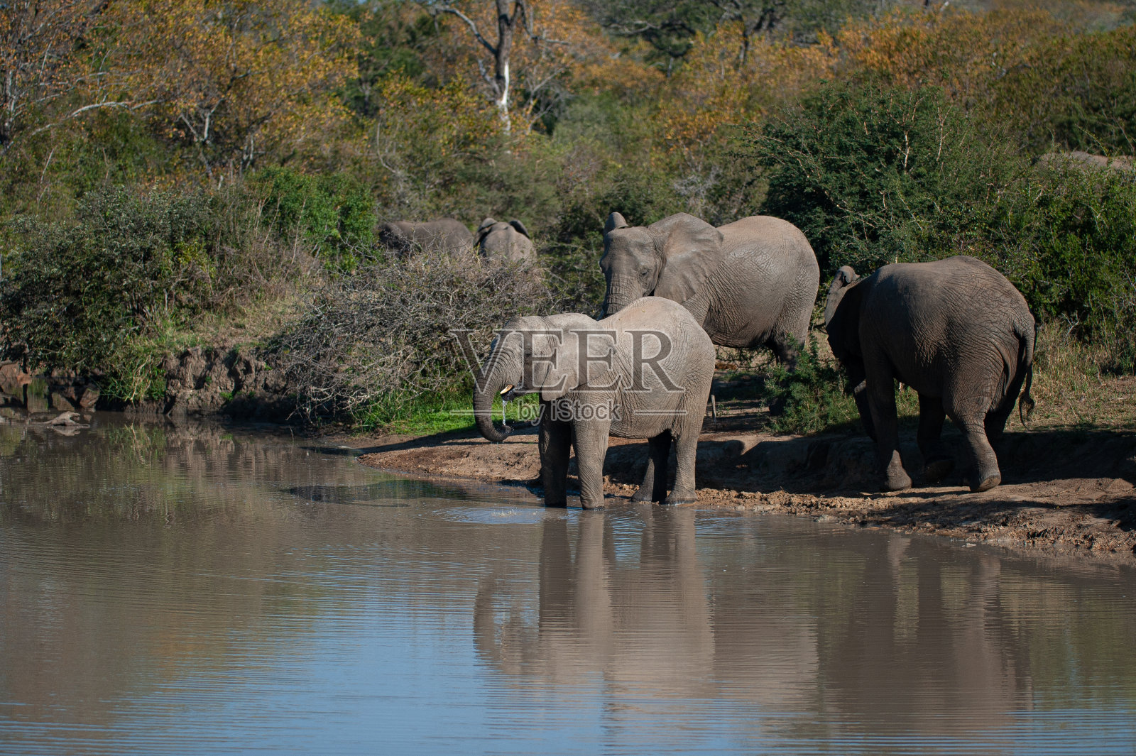 水中的非洲象群照片摄影图片
