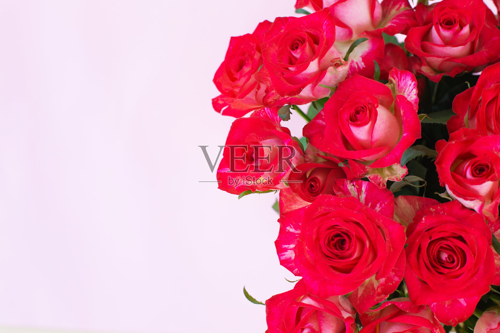 一束美丽的红玫瑰在灯光背景下照片摄影图片