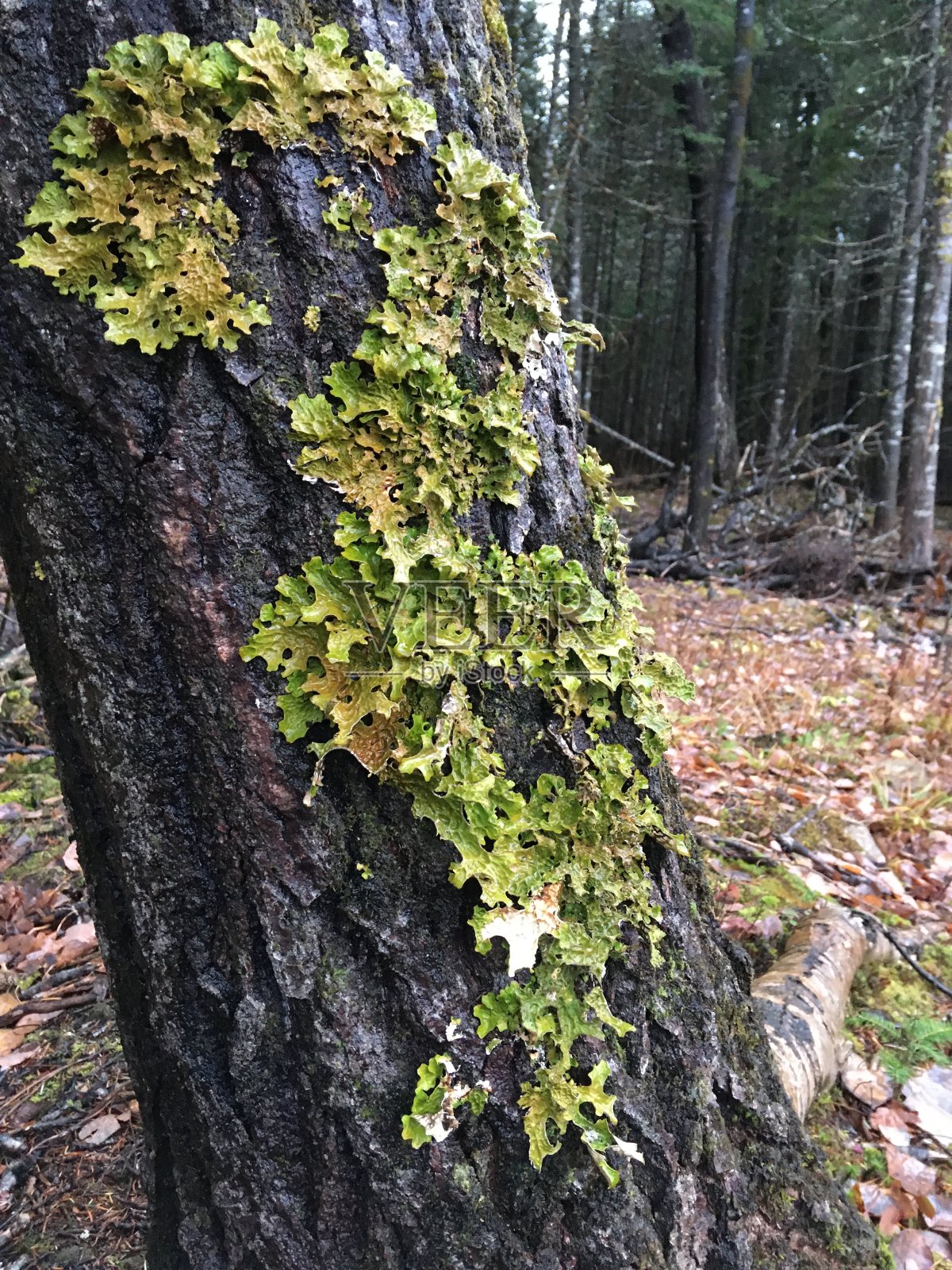 树上的绿色植物。照片摄影图片