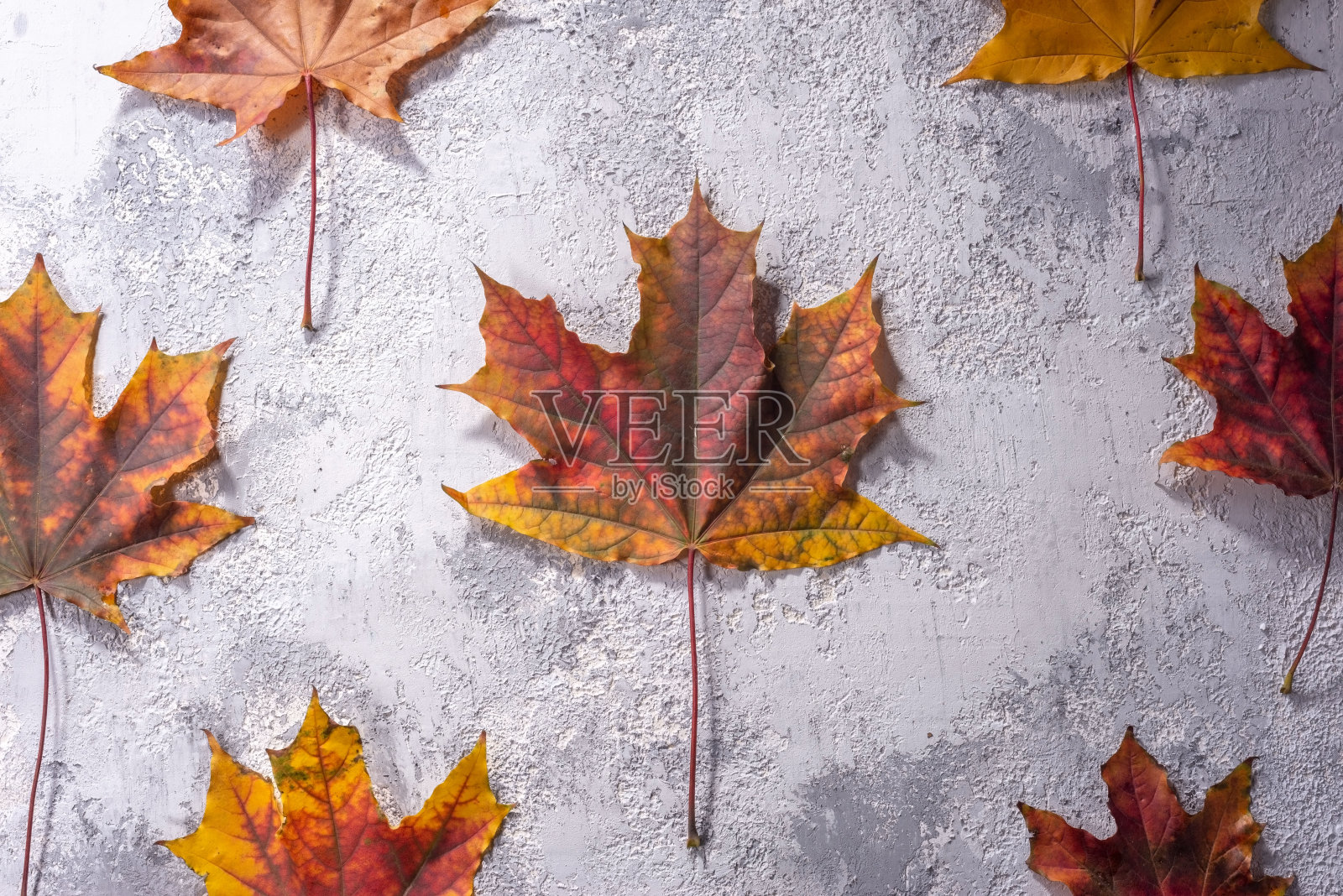 枫叶上灰白色的装饰石膏纹理。假日顶观秋叶照片摄影图片