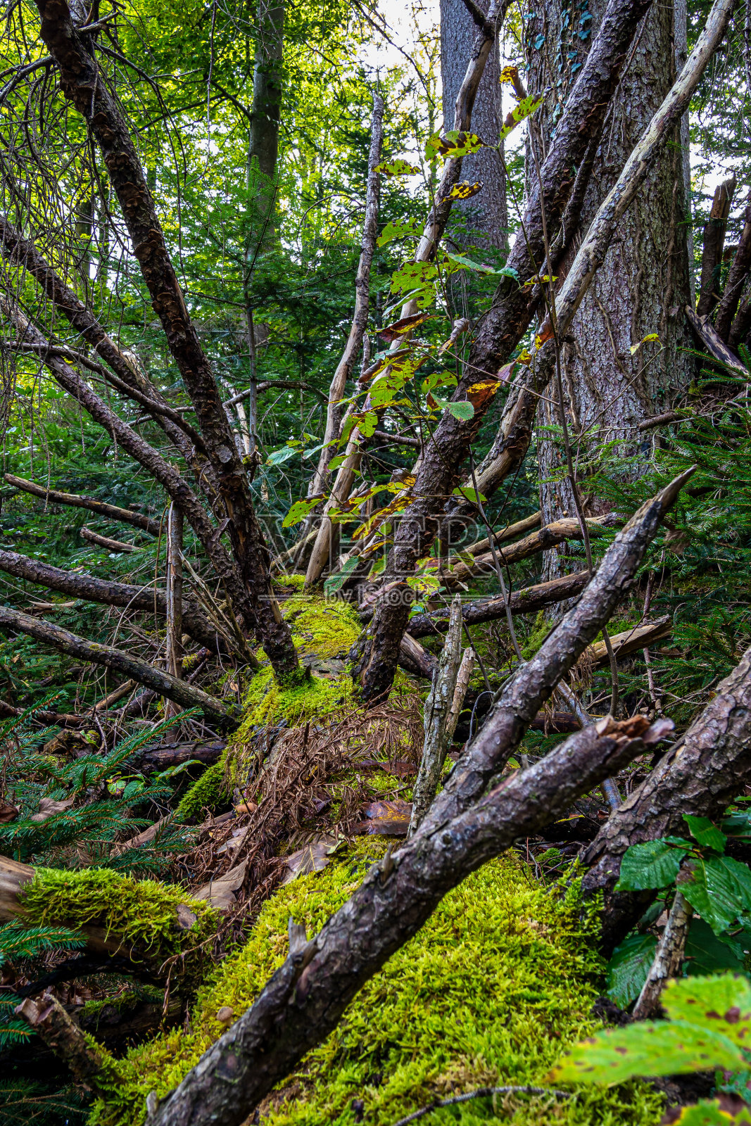 艾本瓦尔德帕特泽尔自然保护区,紫杉森林帕特泽尔,巴伐利亚,德国照片摄影图片
