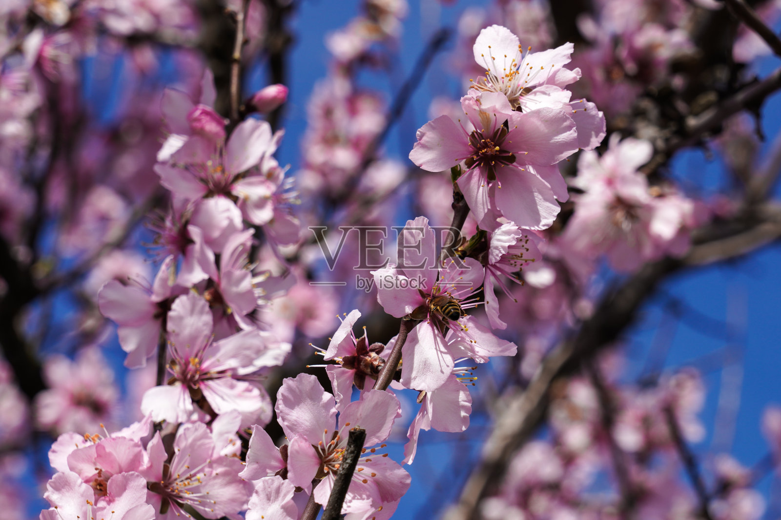 杏树,杏李盛开,南部葡萄酒街,吉梅丁根德国照片摄影图片
