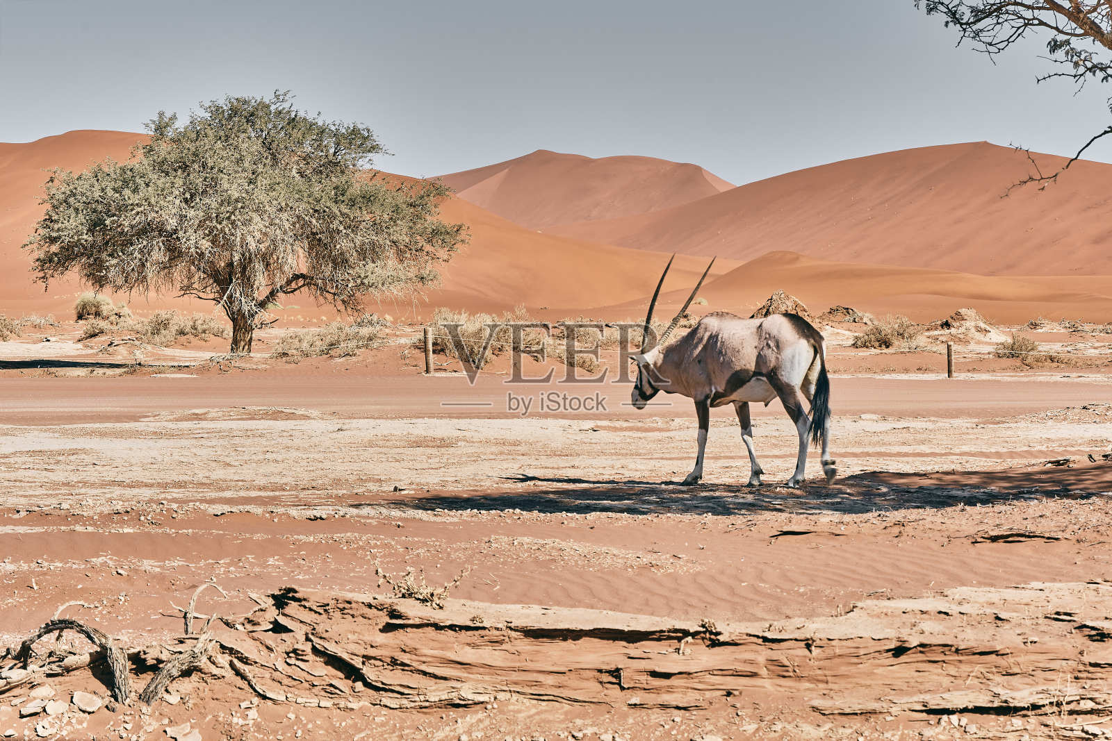 纳米比亚景观照片摄影图片