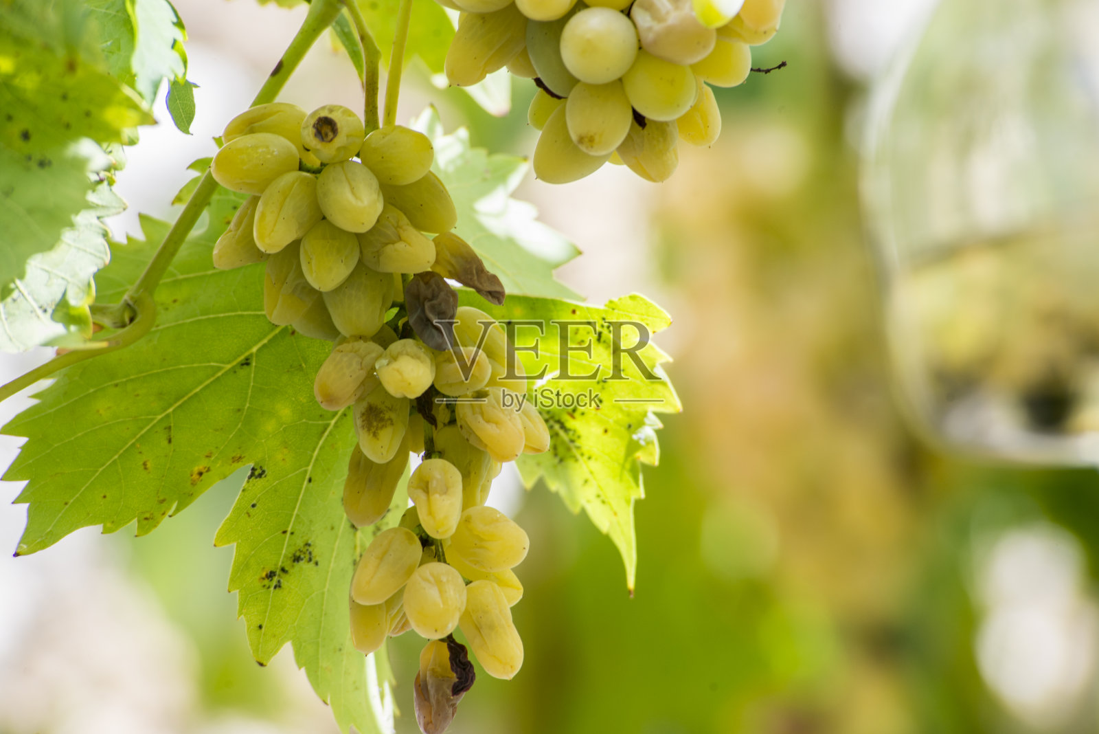 葡萄的疾病。病葡萄叶子孤立白色照片摄影图片