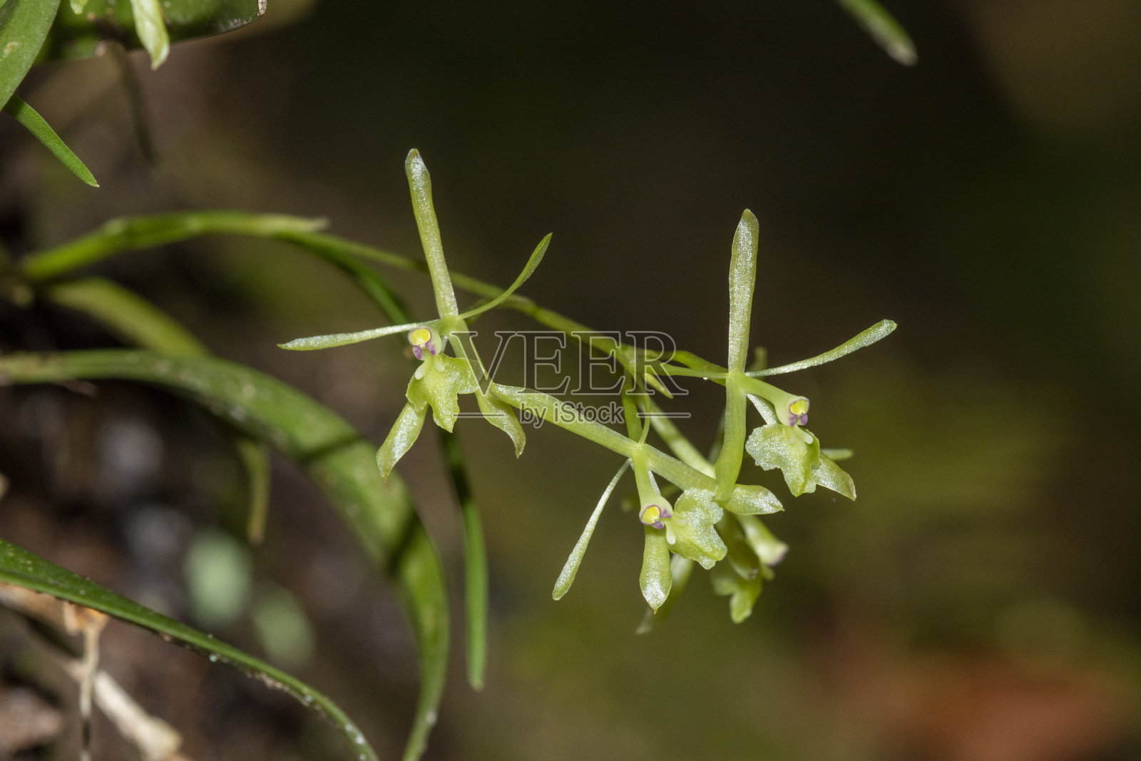 群清新绿飞兰花宏照片摄影图片