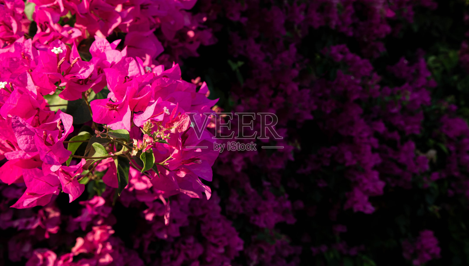 粉红色的花盛开着照片摄影图片