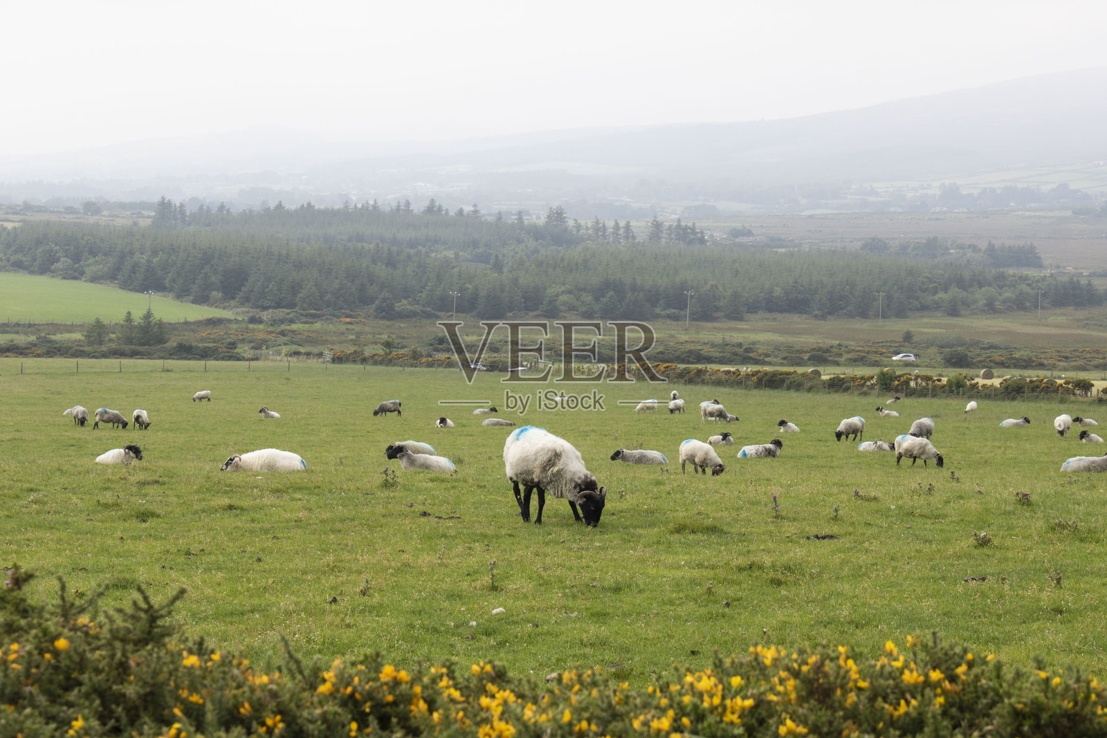 羊群在田野里。爱尔兰。照片摄影图片