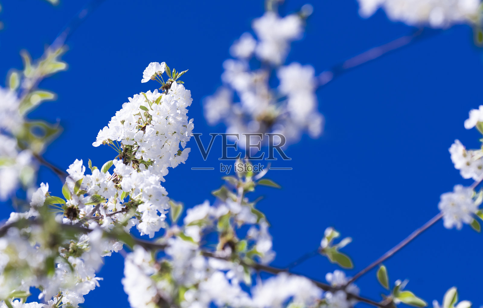 春天的樱花园照片摄影图片