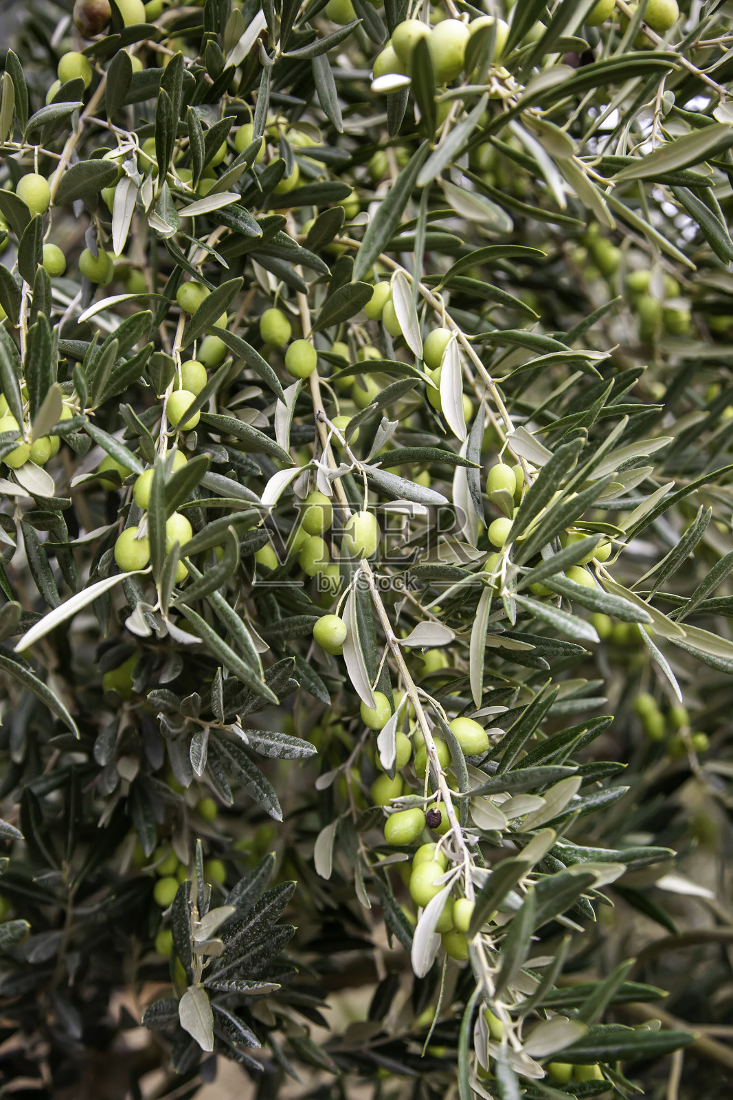 橄榄树照片摄影图片