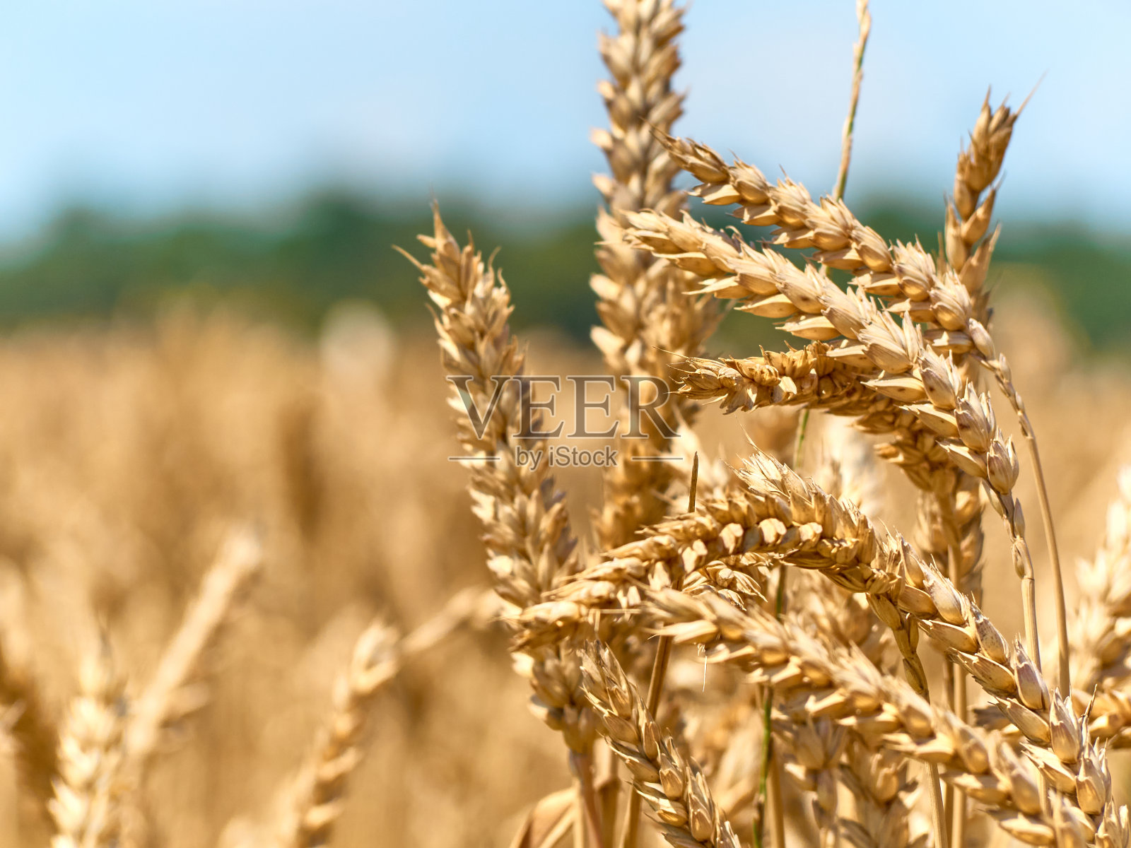 小麦粮食领域。照片摄影图片