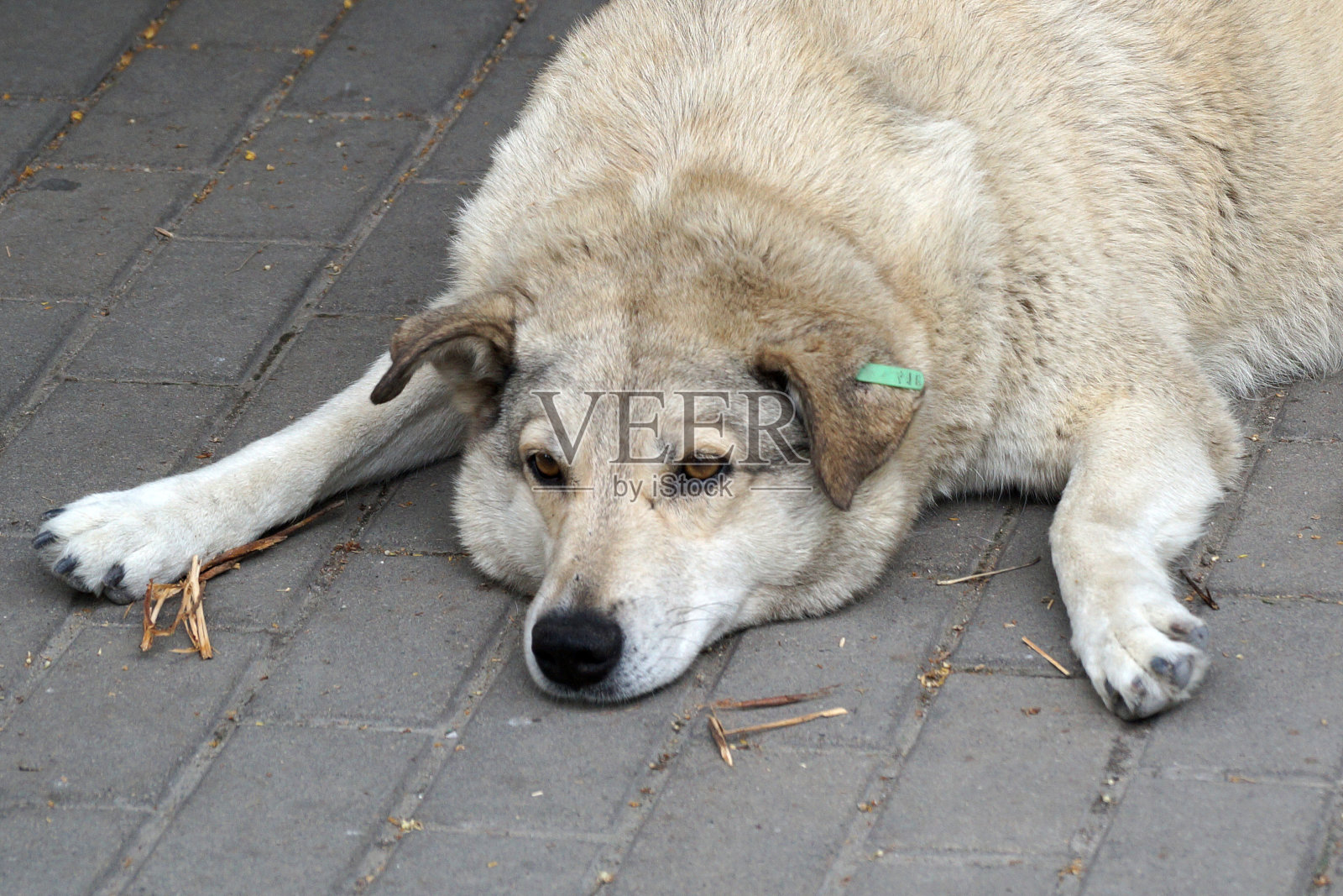 可怜的流浪狗躺在人行道上照片摄影图片