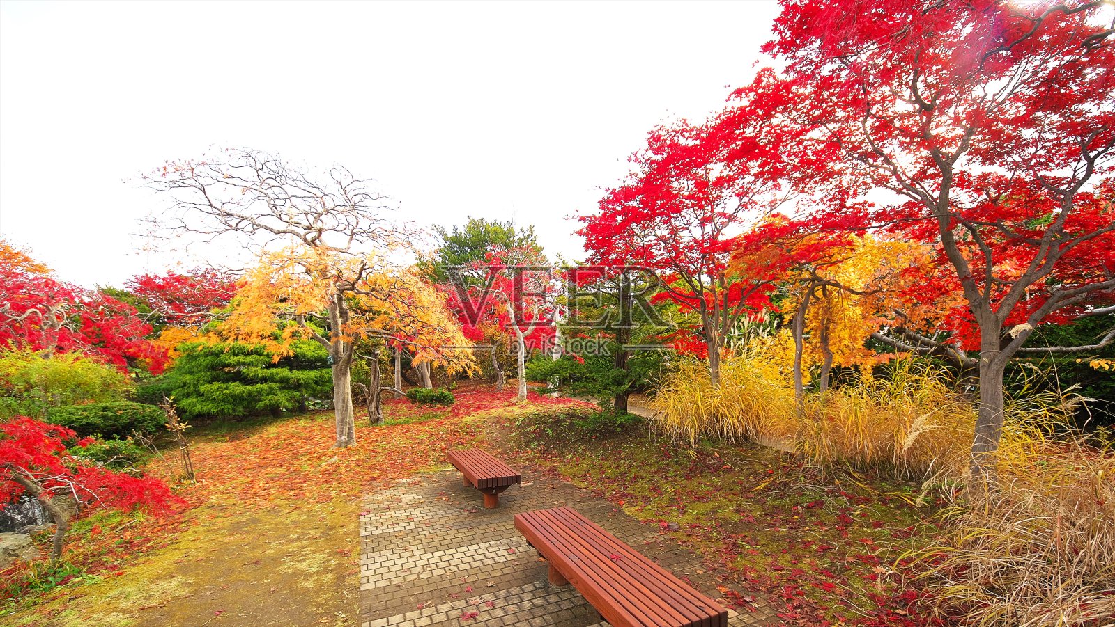 深秋照片摄影图片