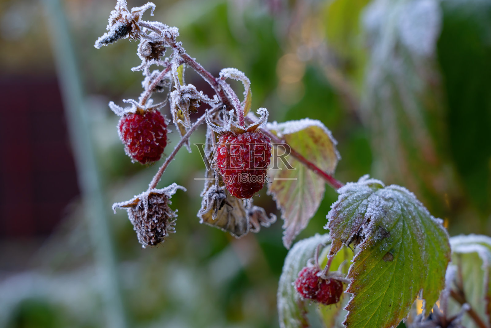 树莓的叶子和树上的浆果都被霜冻住了。晨霜的后果。特写镜头。照片摄影图片
