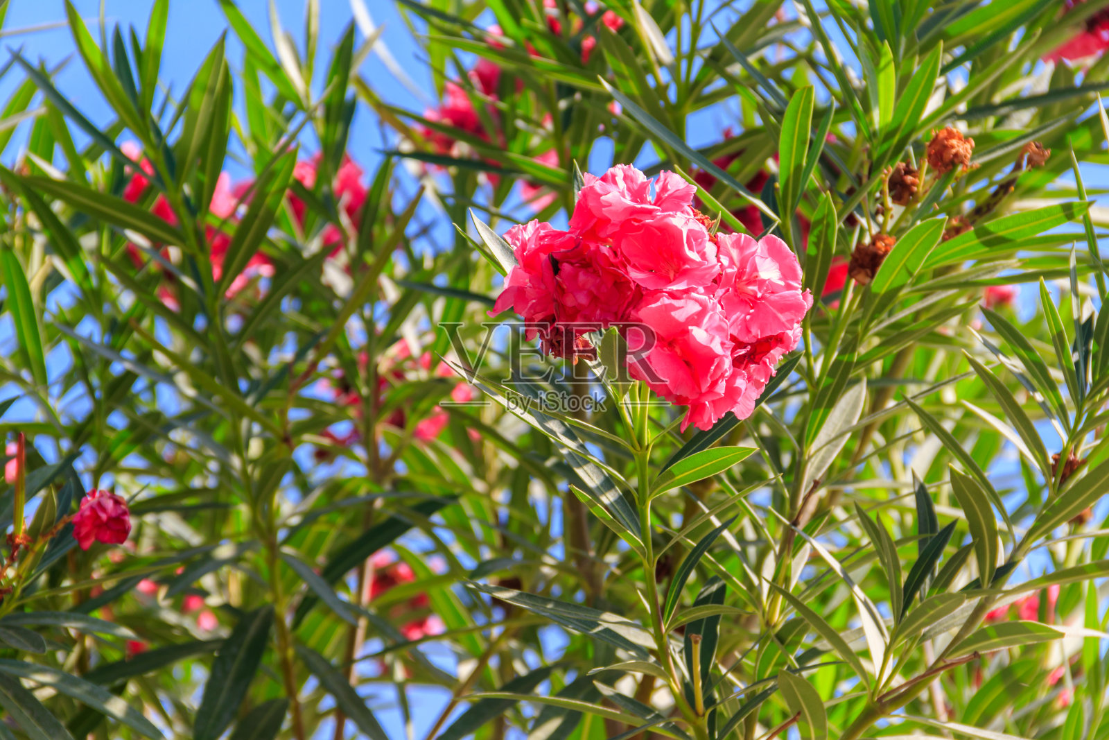 花园里盛开的粉红色夹竹桃照片摄影图片