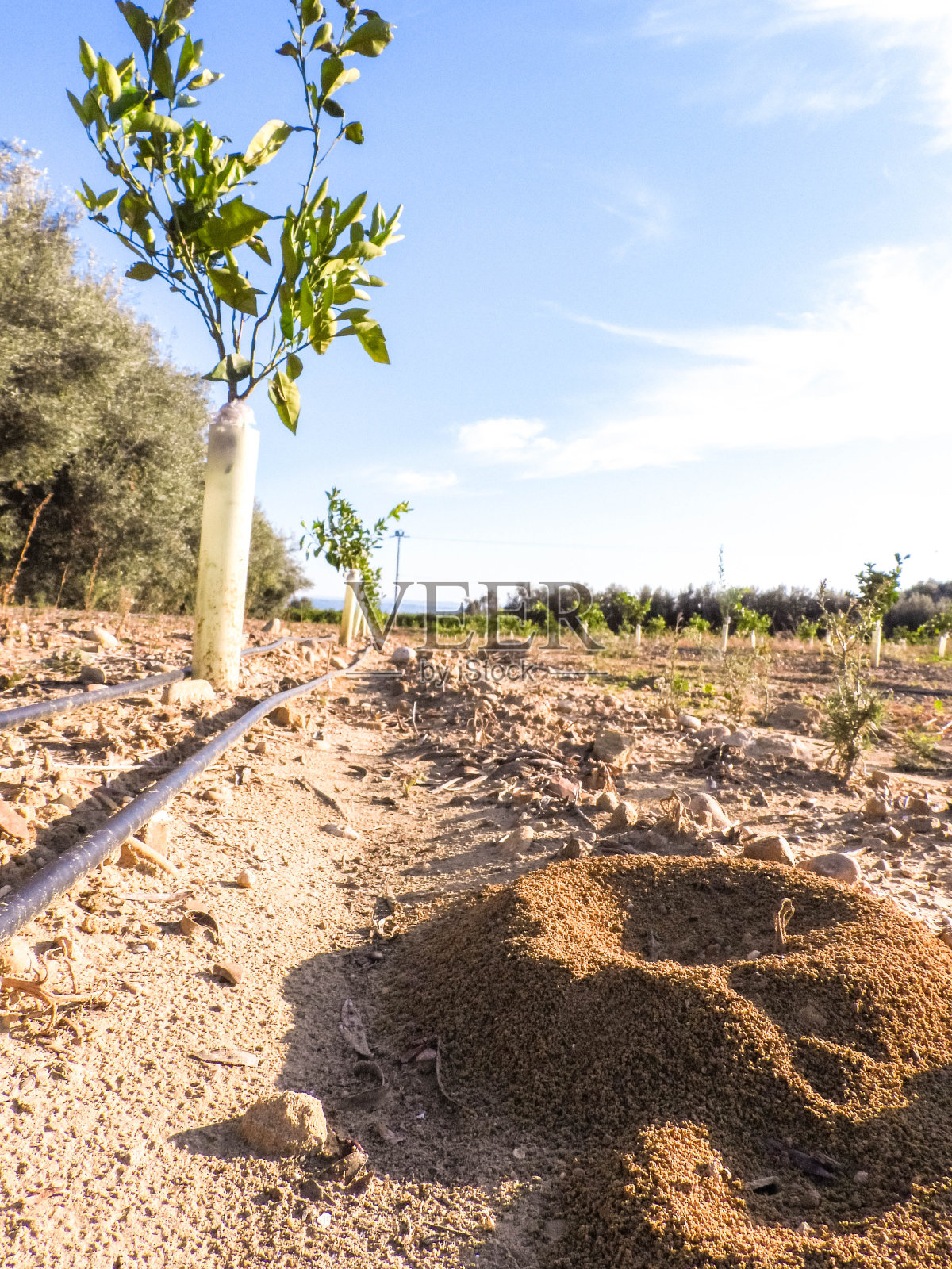农村蚁丘照片摄影图片
