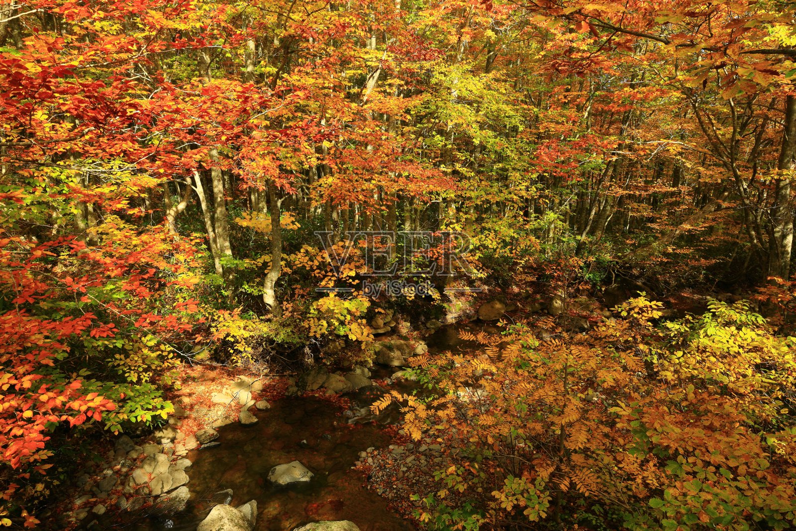 Appi高原的秋叶照片摄影图片