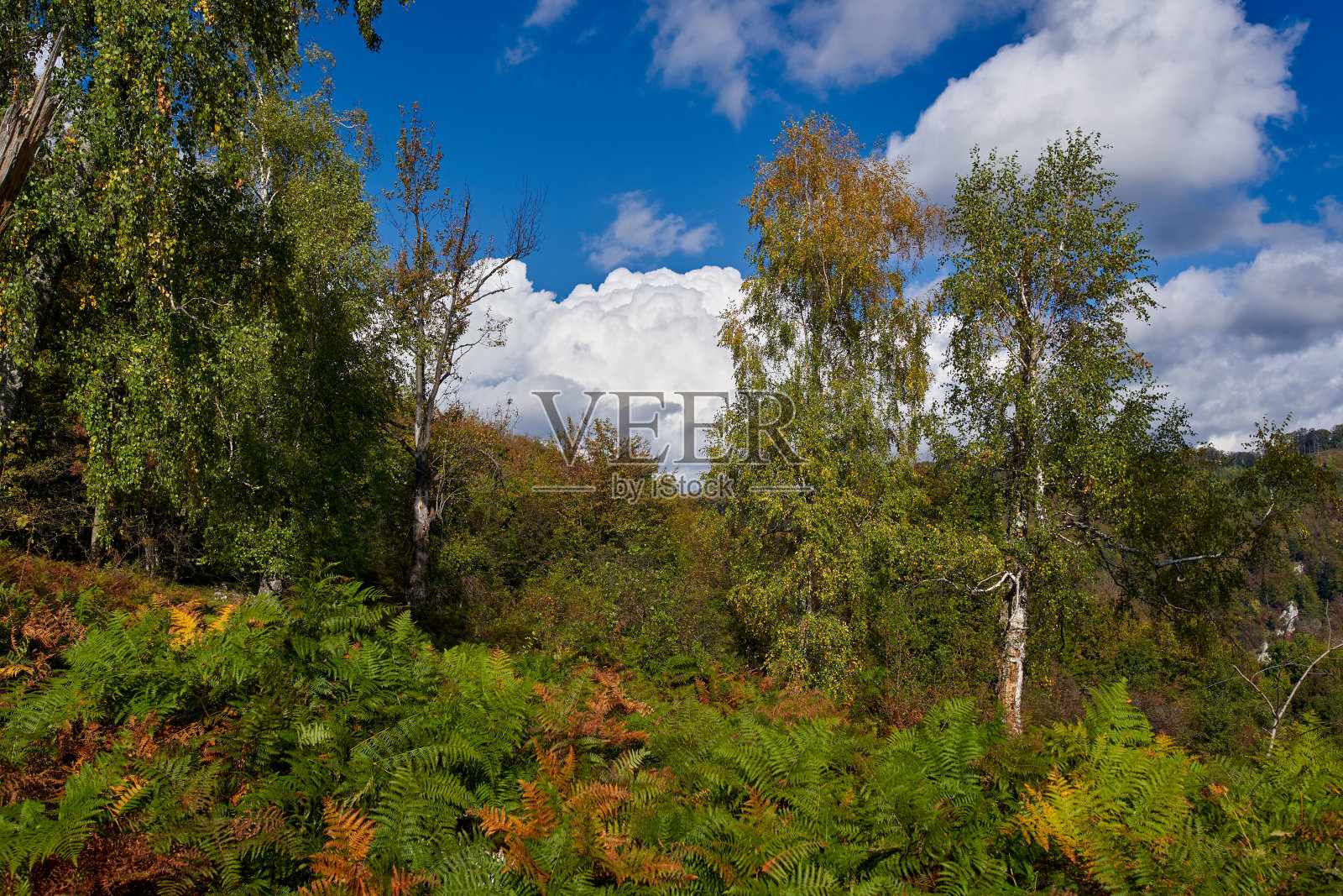 落叶林和徒步小径照片摄影图片