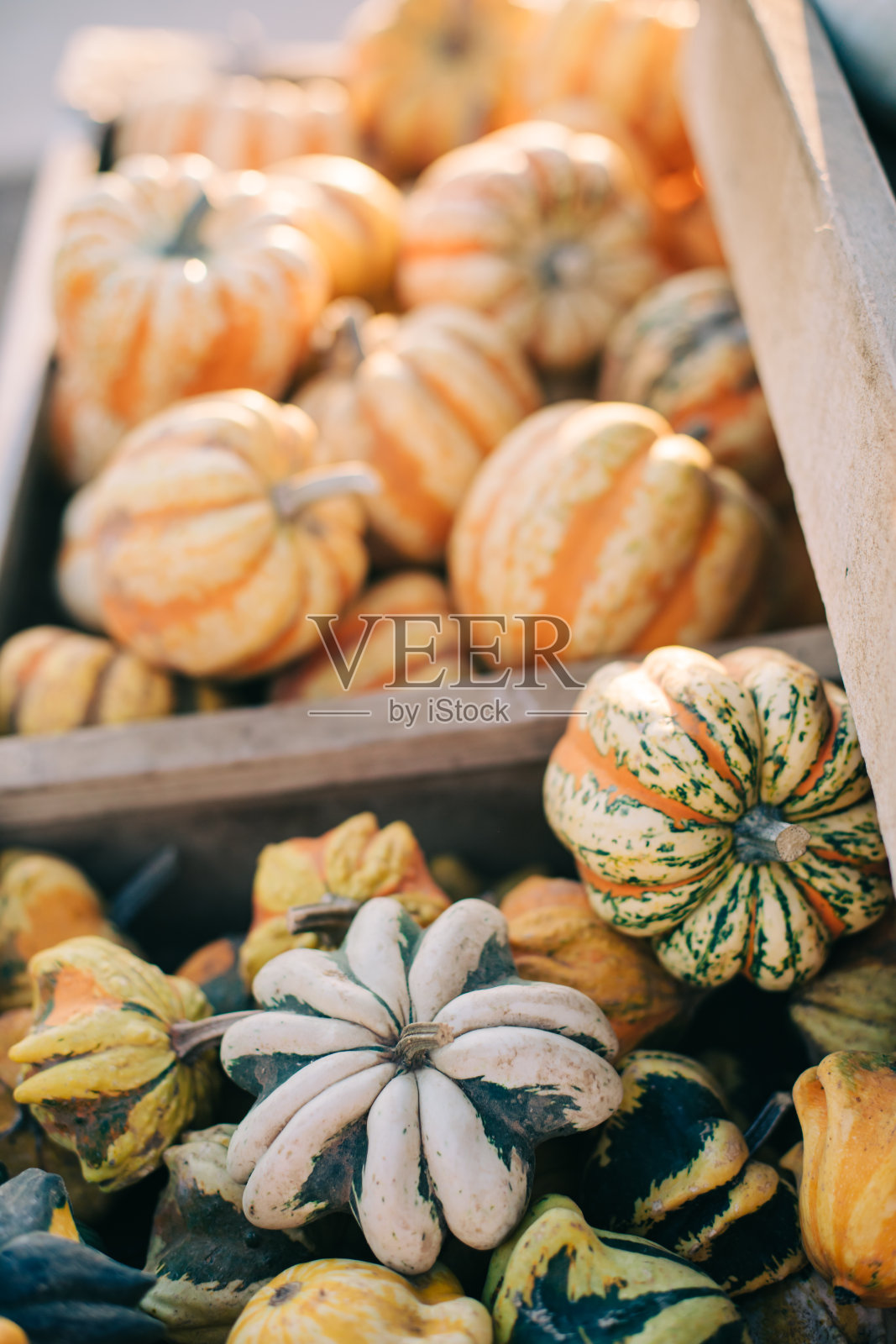 装饰独特的小南瓜秋天装饰照片摄影图片