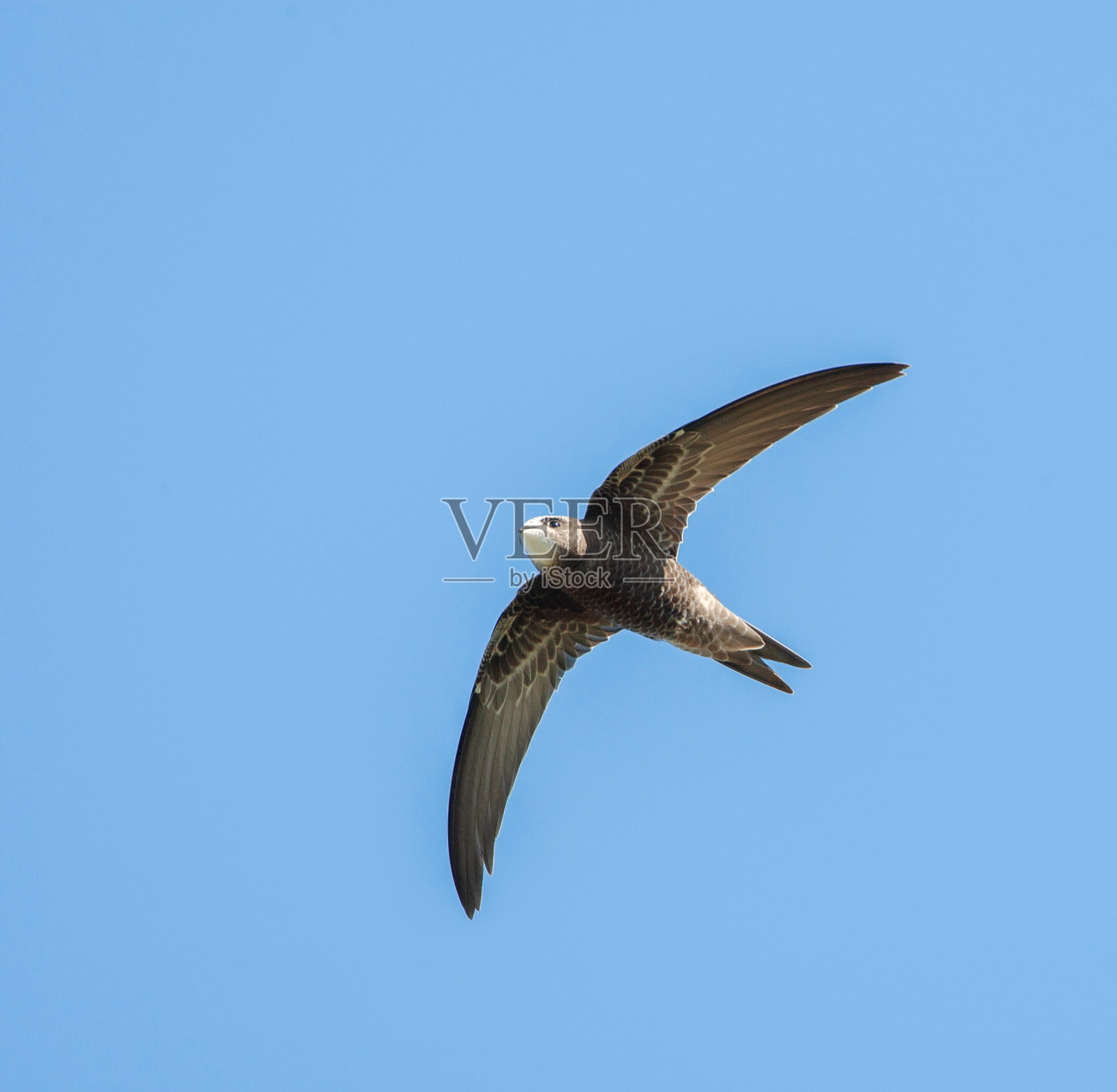 斯威夫特将军,Apus Apus照片摄影图片