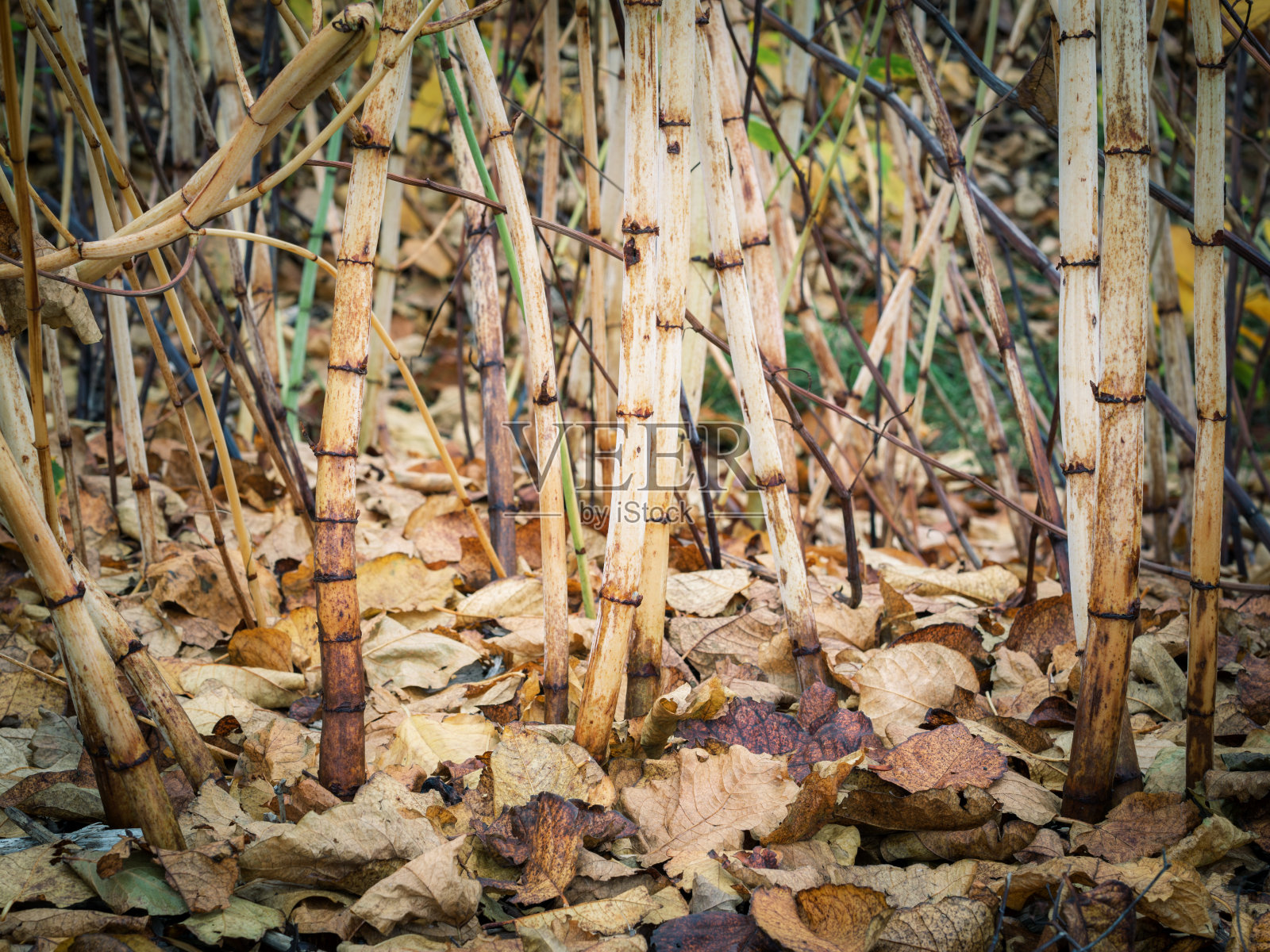 布鲁根兰植物的秋叶照片摄影图片