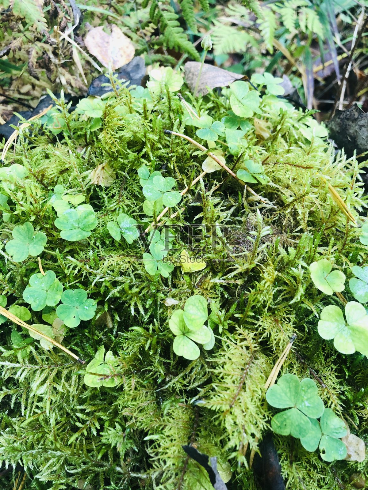 在森林里照片摄影图片
