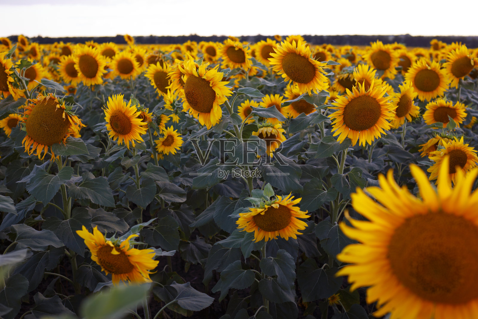 近距离观看向日葵花在傍晚的田野照片摄影图片