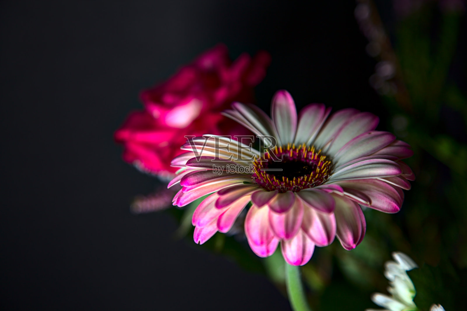 一束菊花和非洲菊与玫瑰在一个黑色的背景照片摄影图片