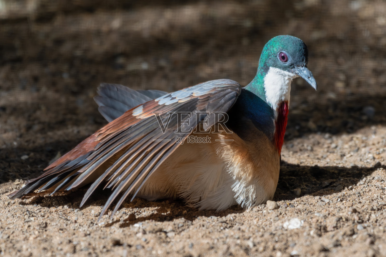 流血的心鸽在地上享受着太阳的热量照片摄影图片
