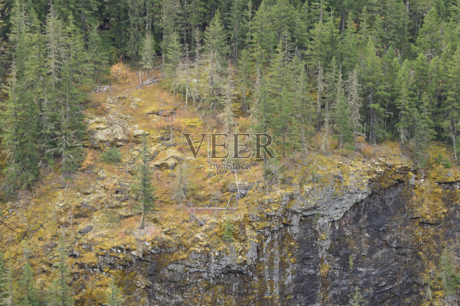陡峭的岩石面与生动的苔藓和郁郁葱葱的树木照片摄影图片