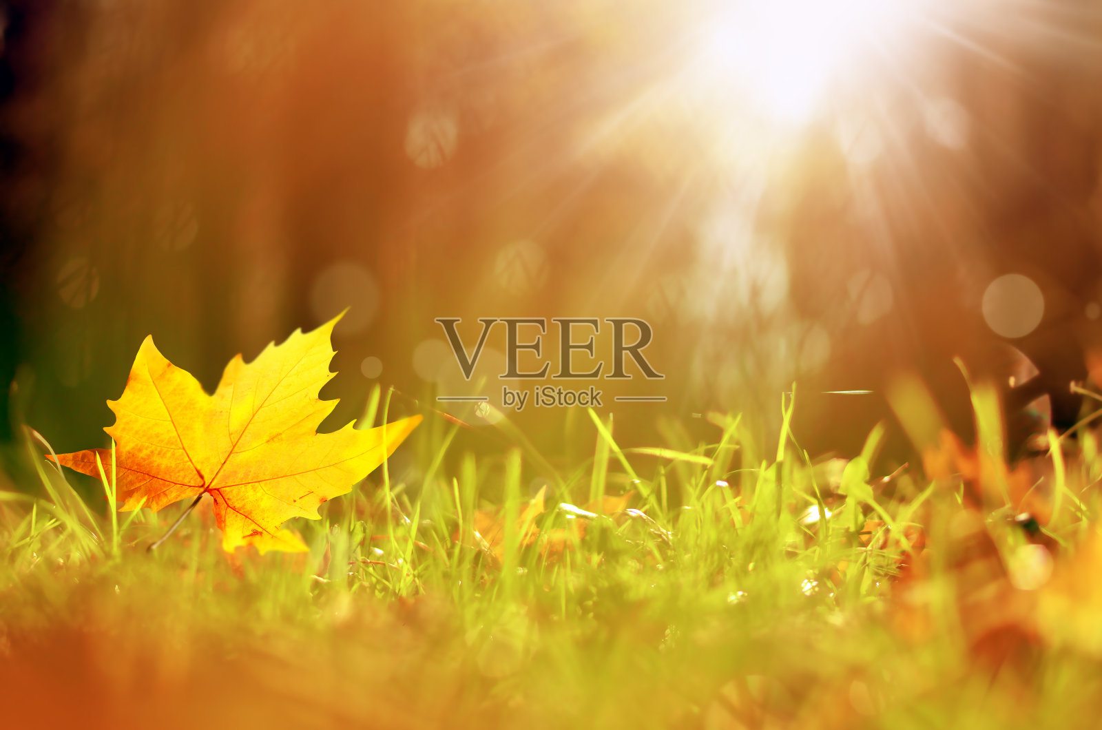 背景是褐色的树叶和公园里的植物,秋天的季节。背景自然植物景观。照片摄影图片