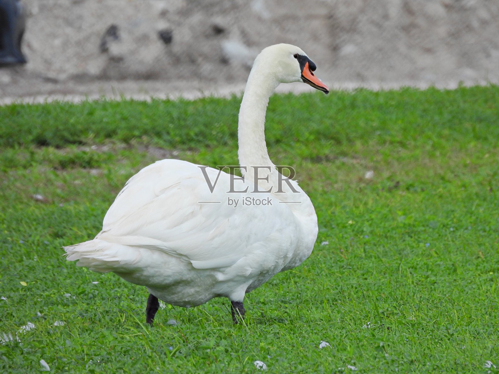 哑巴天鹅(天鹅色)在草包围它的羽毛后整理照片摄影图片