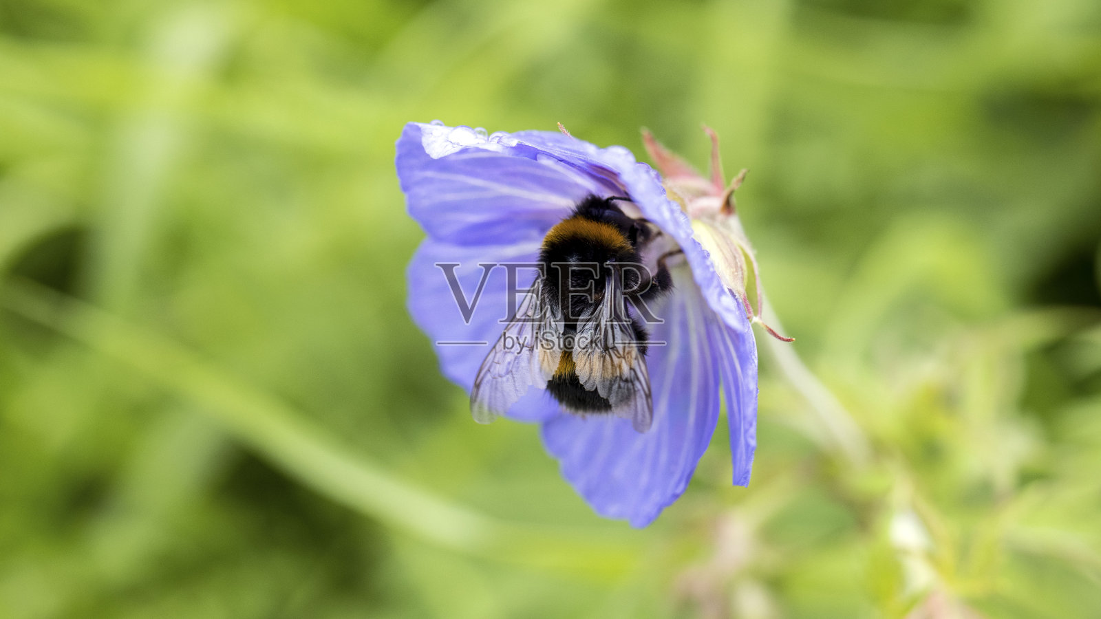 收集花粉的蜜蜂照片摄影图片