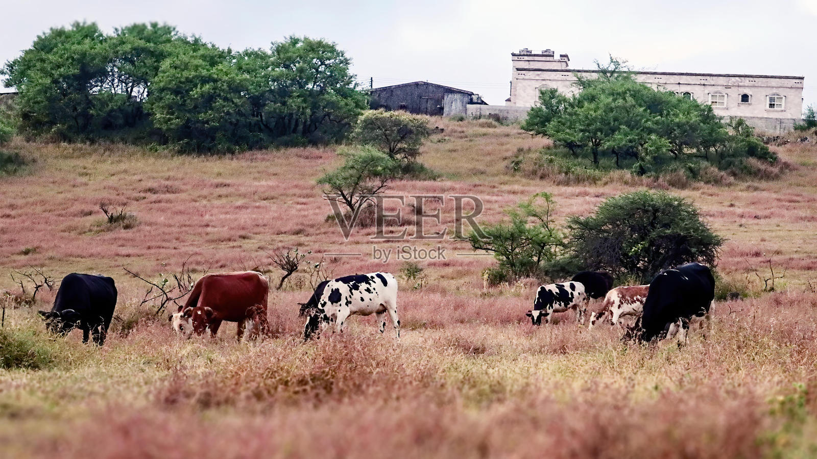 萨拉拉日落时山上的奶牛照片摄影图片